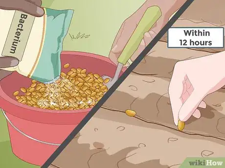 Imagen titulada Grow Soybeans Step 5