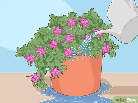 Imagen titulada Care for Fuchsia Step 2