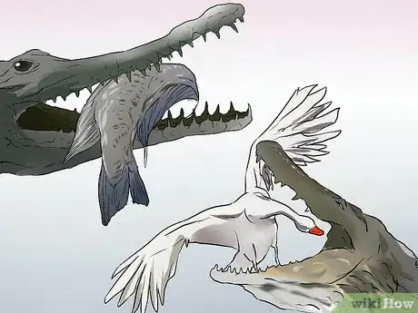 Imagen titulada Tell a Freshwater Crocodile from a Saltwater Crocodile Step 4