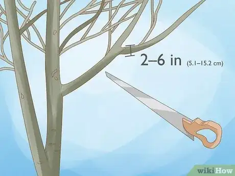Imagen titulada Prune Walnut Trees Step 11
