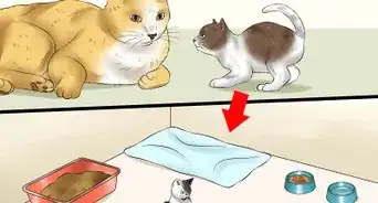 separar a los gatitos de su madre para darlos en adopción