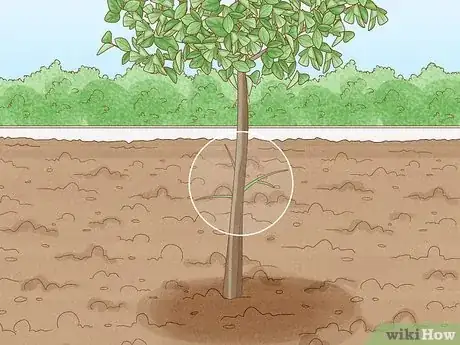 Imagen titulada Prune Citrus Trees Step 10