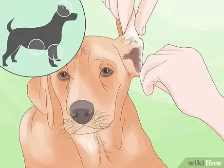 Imagen titulada Diagnose and Treat Your Dog's Itchy Skin Problems Step 7