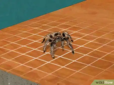 Imagen titulada Pick up a Tarantula Step 4