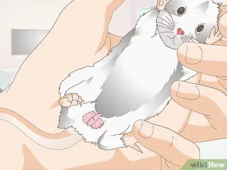 Imagen titulada Treat Mice With Penile Prolapse Step 3