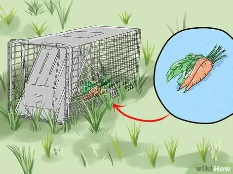 Imagen titulada Trap a Groundhog Step 7