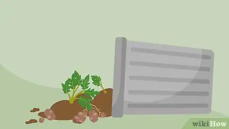 Imagen titulada Grow Potatoes in a Trash Can Step 11