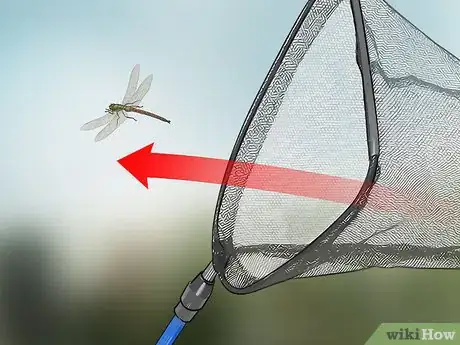 Imagen titulada Catch Dragonflies Step 7