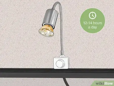 Imagen titulada Look After a Turtle Step 3