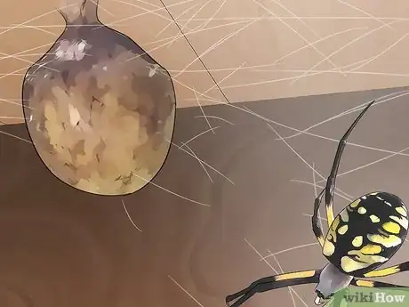 Imagen titulada Identify a Garden Spider Step 9