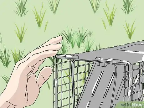 Imagen titulada Trap a Groundhog Step 8