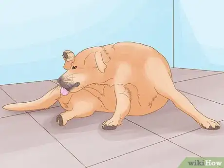 Imagen titulada Diagnose and Treat Your Dog's Itchy Skin Problems Step 1