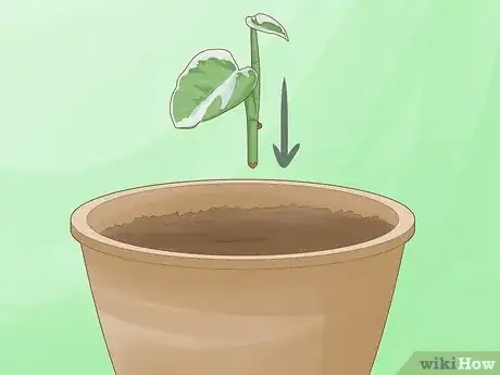 Imagen titulada Keep Variegation in Plants Step 9