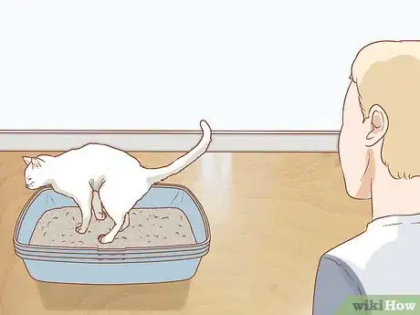 Imagen titulada Treat a Cat with Blood in Its Stool Step 12
