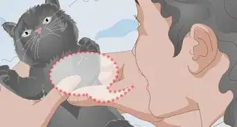 cuidar a un gatito con la pata rota