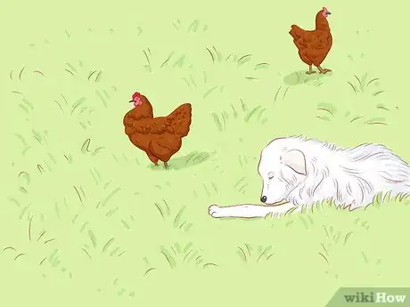 Imagen titulada Protect Chickens from Feral Animals Step 10