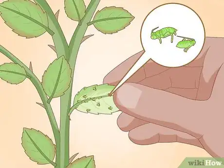 Imagen titulada Get Rid of Aphids on Roses Organically Step 3