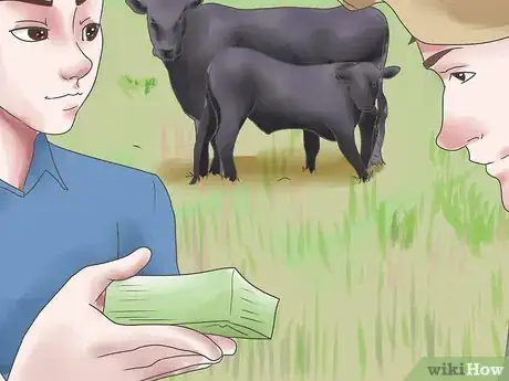 Imagen titulada Raise Black Angus Cattle Step 1