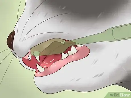 Imagen titulada Clean a Cat's Teeth Step 9