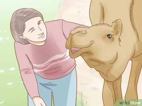 Imagen titulada Care for a Camel Step 11