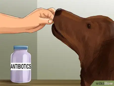 Imagen titulada Diagnose Canine Ear Infections Step 13