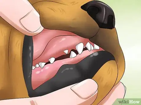 Imagen titulada Treat Hookworms in Dogs Step 3