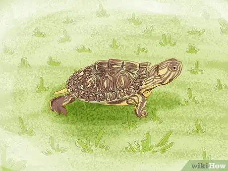 Imagen titulada Catch a Turtle Step 7