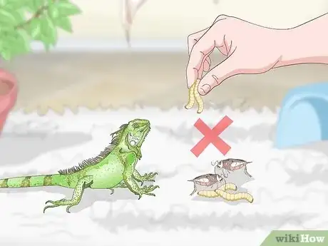 Imagen titulada Care for an Iguana Step 14