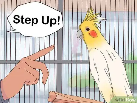 Imagen titulada Train Cockatiels Step 9