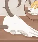 limpiar un cráneo de ciervo