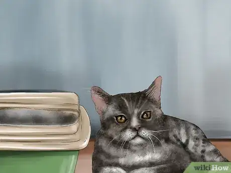 Imagen titulada Help a Cat Recover from Anesthesia Step 6