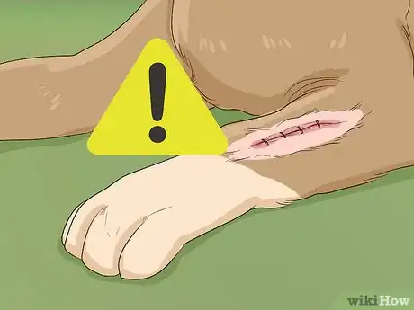 Imagen titulada Help Your Dog Recover from Surgery Step 11