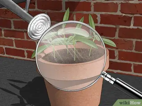 Imagen titulada Take Cuttings Step 14