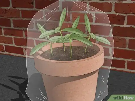 Imagen titulada Take Cuttings Step 13
