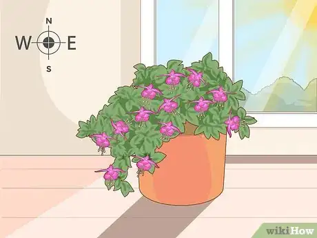 Imagen titulada Care for Fuchsia Step 6