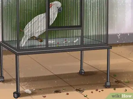 Imagen titulada Live With a Moluccan Cockatoo Step 6