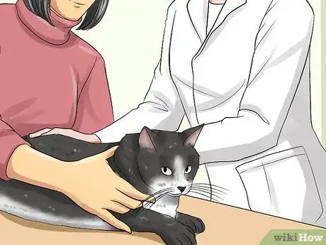 Imagen titulada Treat Third Eyelid Protrusion in Cats Step 10