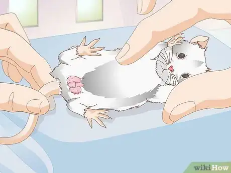 Imagen titulada Treat Mice With Penile Prolapse Step 6