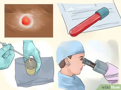 Imagen titulada Diagnose and Treat Blood Blisters in Cats Step 5