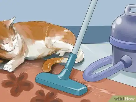 Imagen titulada Tell if Your Cat Is Deaf Step 1