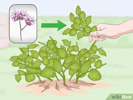Imagen titulada Prune Oregano Step 10