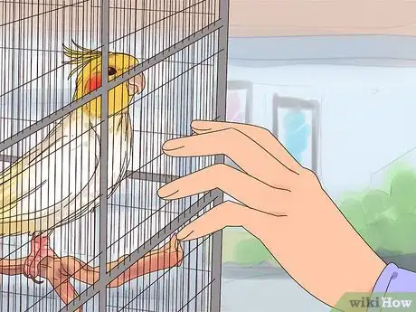 Imagen titulada Train Cockatiels Step 6