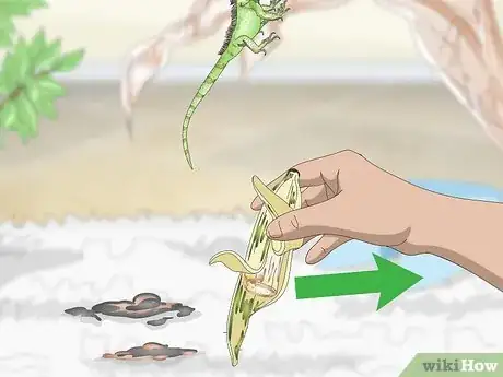 Imagen titulada Care for an Iguana Step 18