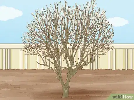 Imagen titulada Prune a Magnolia Tree Step 12