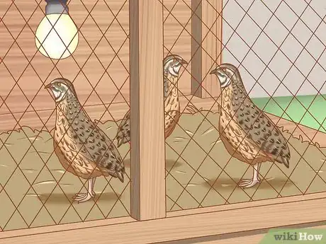 Imagen titulada Get Quails to Lay Eggs Step 9
