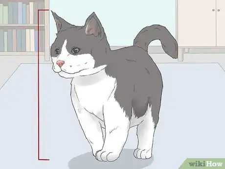 Imagen titulada Know if Your Cat Is Still a Kitten Step 2