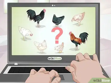 Imagen titulada Look After Baby Chicks Step 2