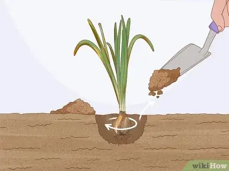 Imagen titulada Transplant Bulbs Step 3