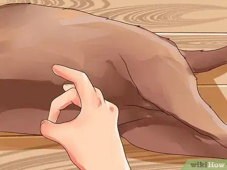 Imagen titulada Recognize Bloat in Dogs Step 3