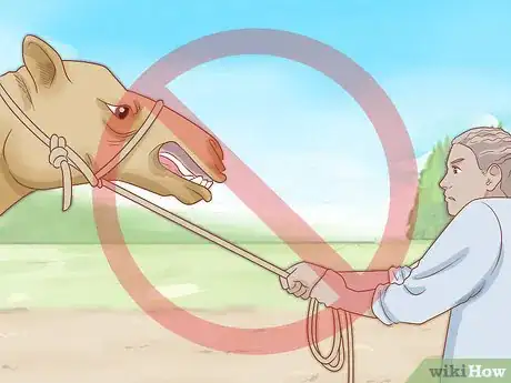 Imagen titulada Care for a Camel Step 12